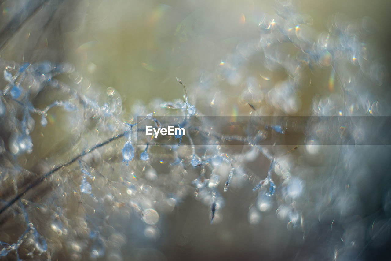 reflection, macro photography, water, freezing, sunlight, close-up, ice, nature, no people, light, outdoors, liquid bubble, selective focus, blue, flower, winter, backgrounds, day, leaf, wet