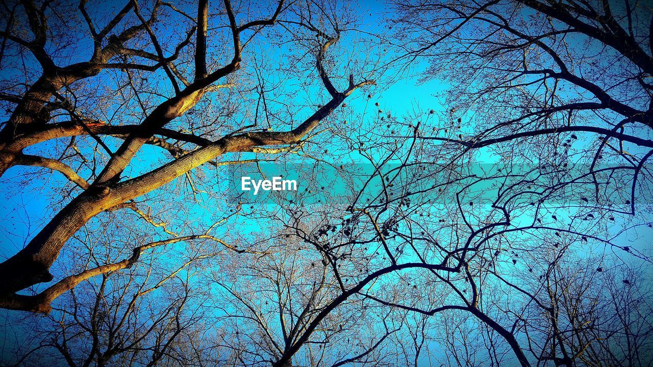 Low angle view of tree canopy against sky