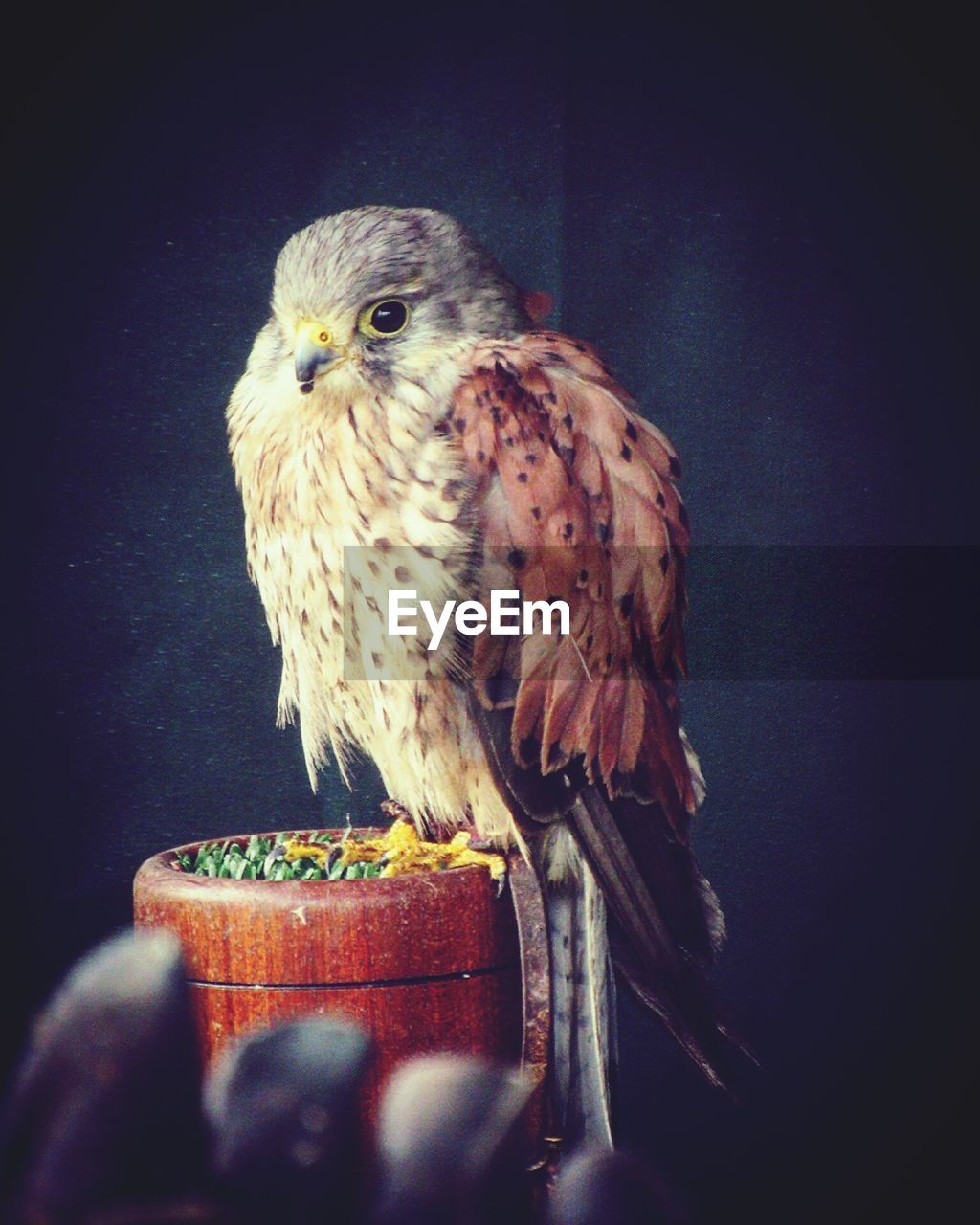 CLOSE-UP OF OWL PERCHING ON METAL