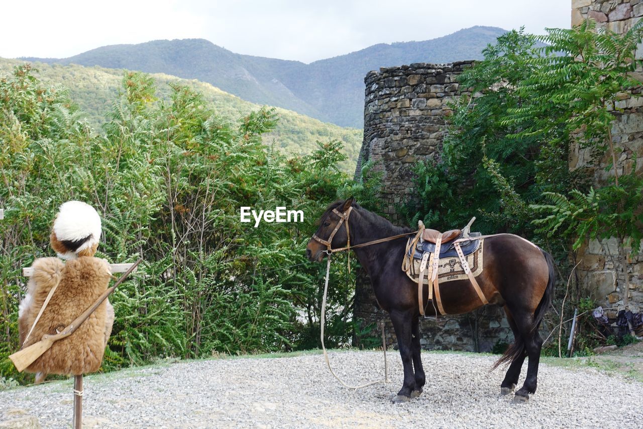Georgian horse waiting