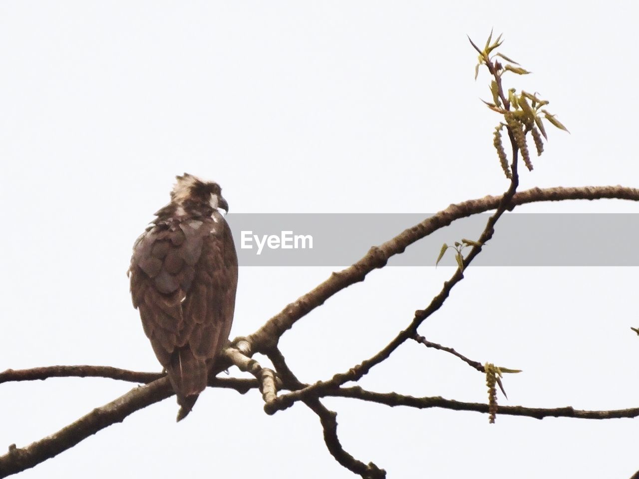 LOW ANGLE VIEW OF OWL PERCHING ON BRANCH AGAINST CLEAR SKY