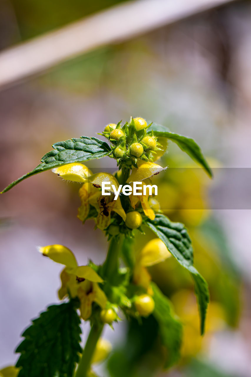 CLOSE-UP OF YELLOW FLOWERING PLANT OUTDOORS