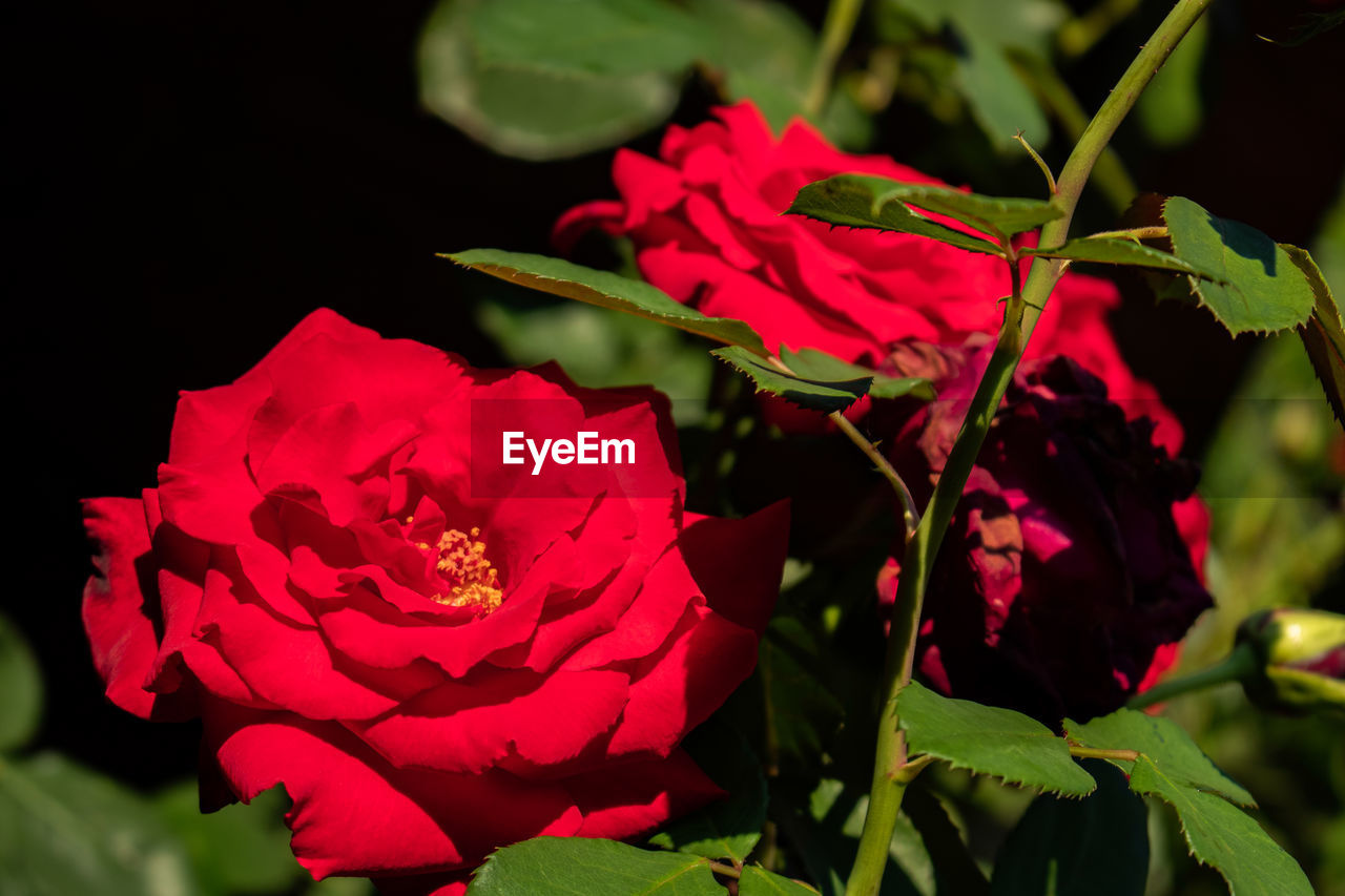 CLOSE-UP OF RED ROSE AGAINST PLANTS