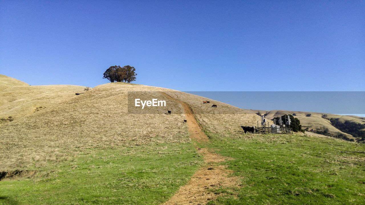 GRASS ON FIELD AGAINST CLEAR SKY