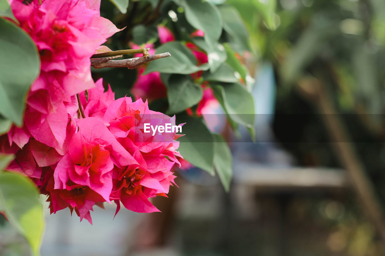 Close-up of pink flowering plant