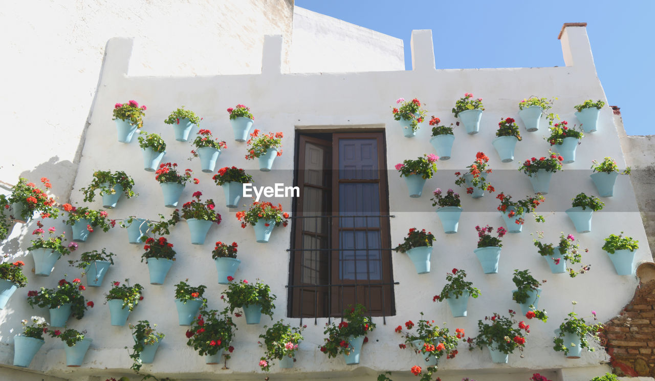 Low angle view of potted plant against building