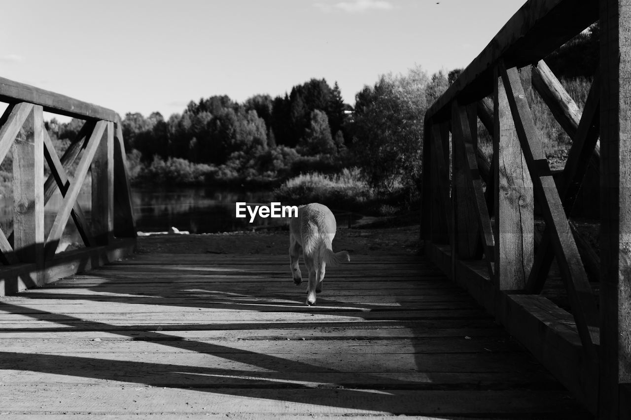 HORSE STANDING ON FOOTBRIDGE