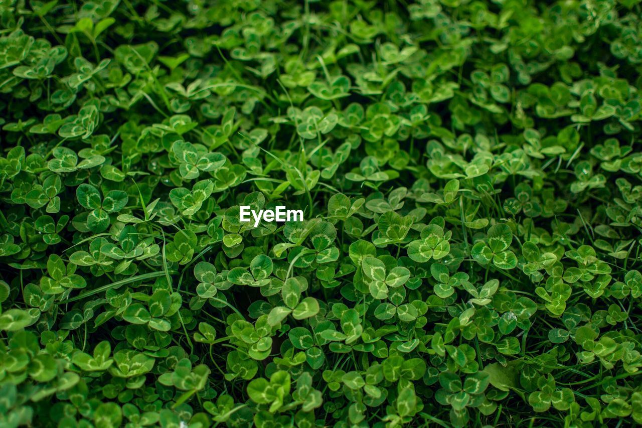 CLOSE-UP OF GREEN LEAVES