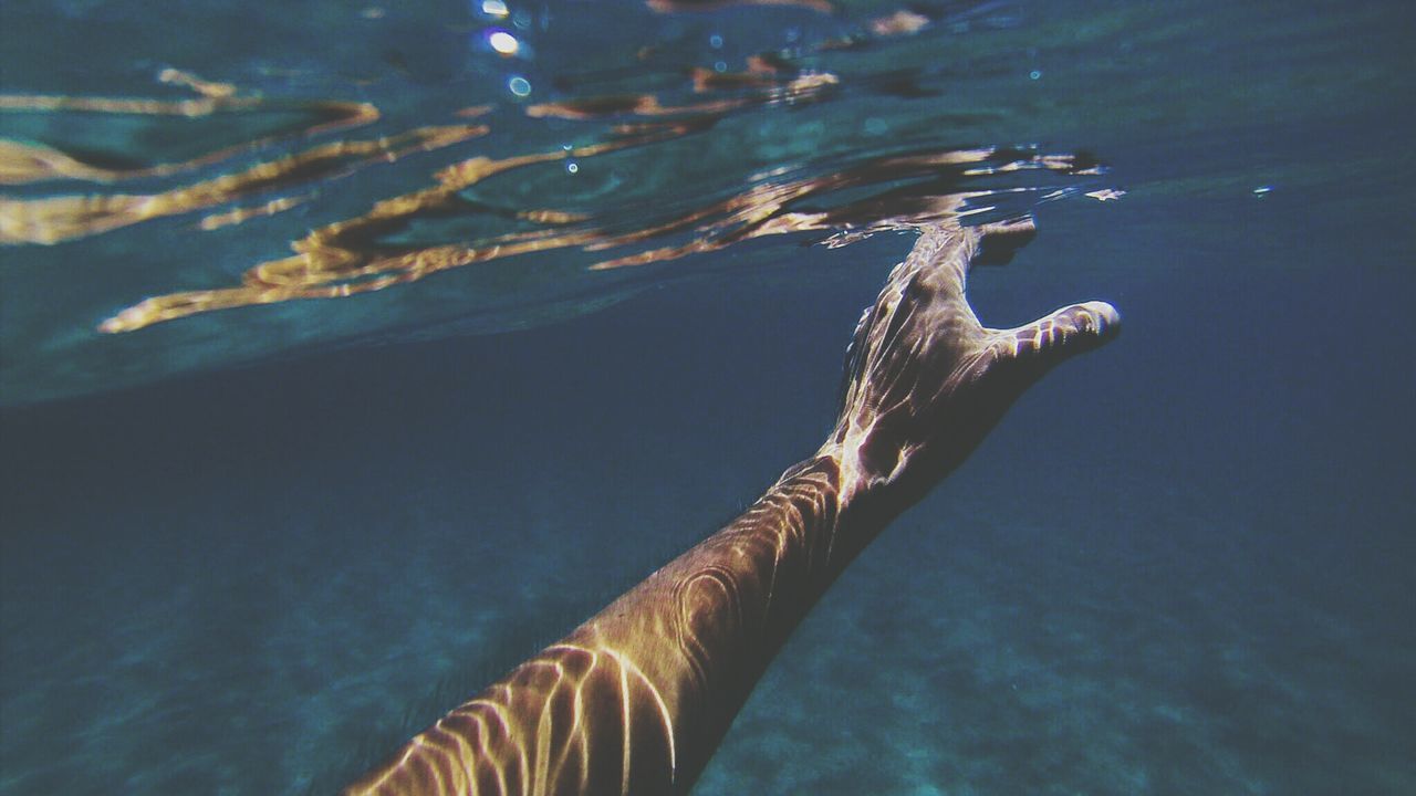 Cropped hand swimming undersea