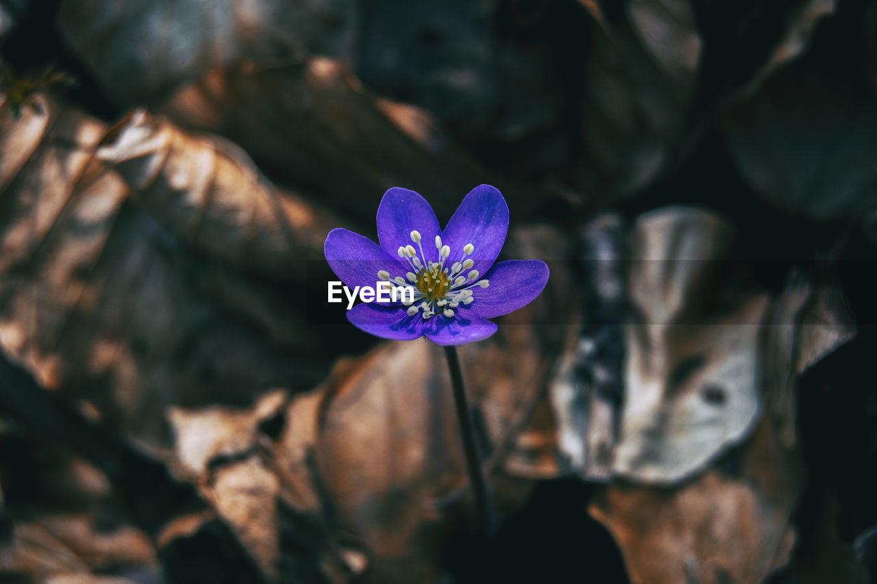 Close-up of purple crocus flower