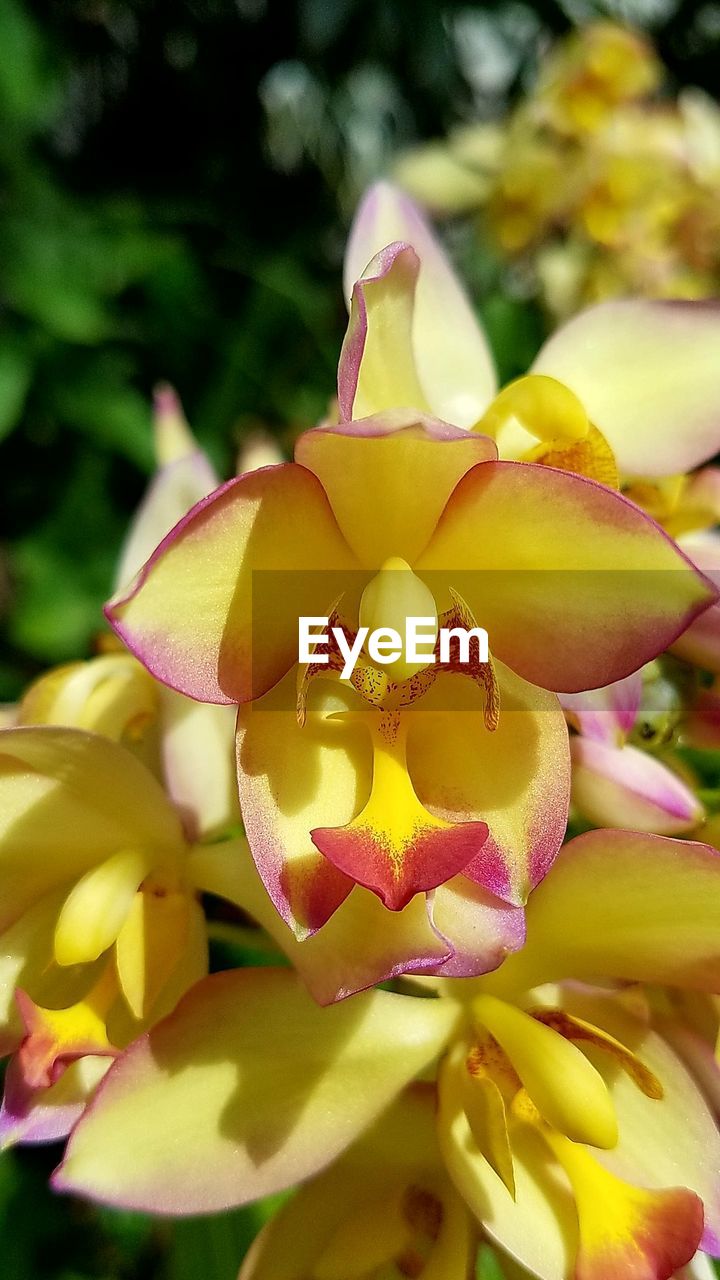 CLOSE-UP OF YELLOW FLOWERS BLOOMING