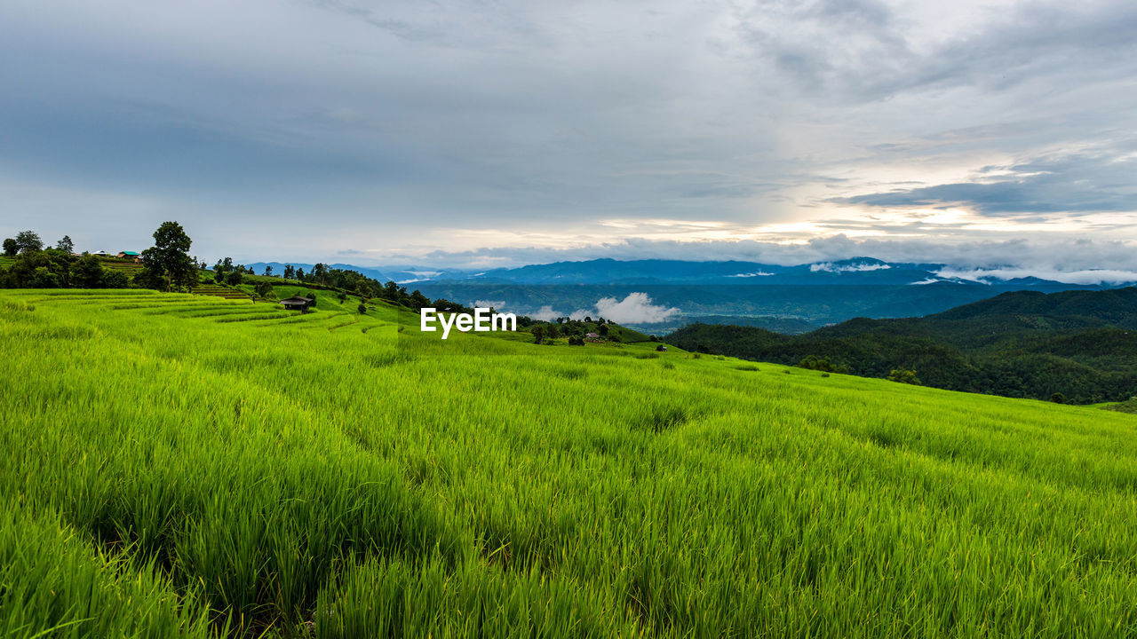 SCENIC VIEW OF FARM AGAINST SKY