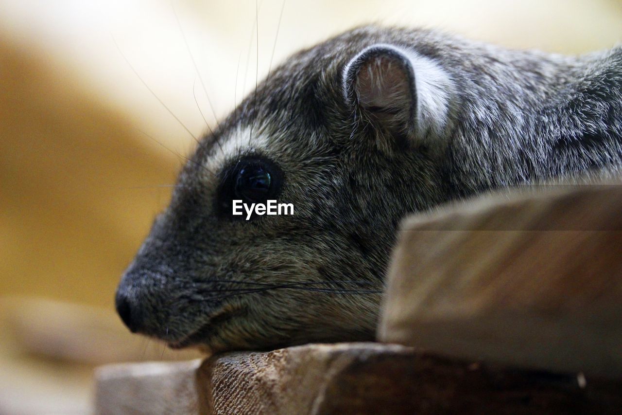 Close-up of a animal looking away