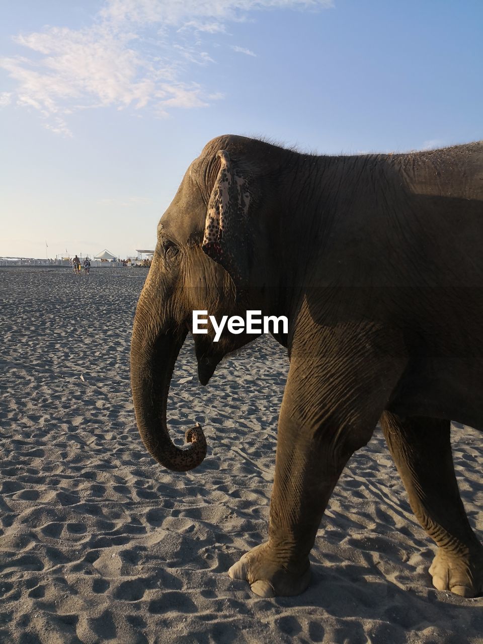 SIDE VIEW OF ELEPHANT ON SAND AT BEACH