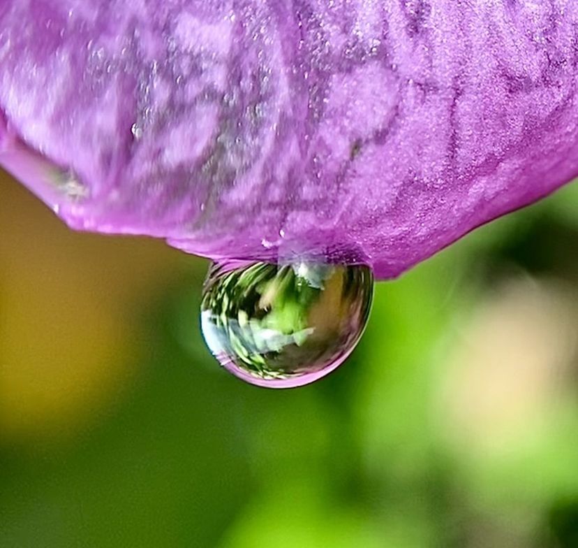 macro photography, flower, drop, close-up, petal, nature, water, green, leaf, plant, freshness, purple, fragility, beauty in nature, wet, moisture, no people, dew, outdoors, focus on foreground, macro, growth, plant stem, environment, pink, flowering plant, extreme close-up, bubble, selective focus, day, purity