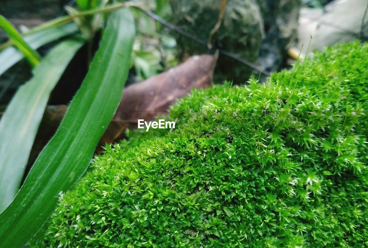 CLOSE-UP OF SNAKE ON GRASS