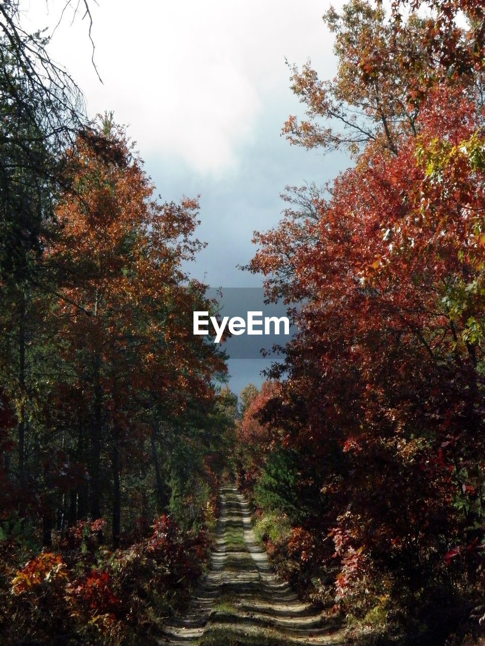 Trees against sky during autumn