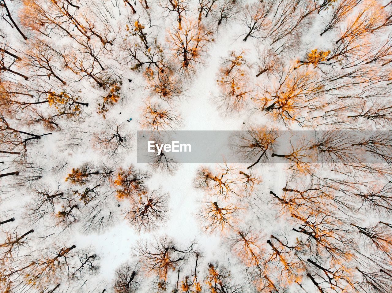 Full frame shot of trees on snowy field at forest during winter