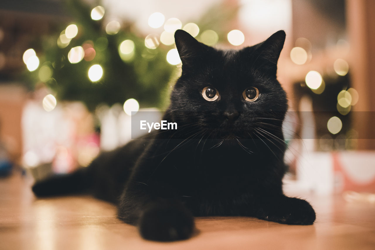 Close-up portrait of cat sitting on floor