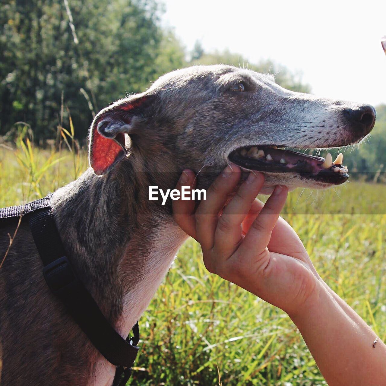 CLOSE-UP OF HAND HOLDING DOG