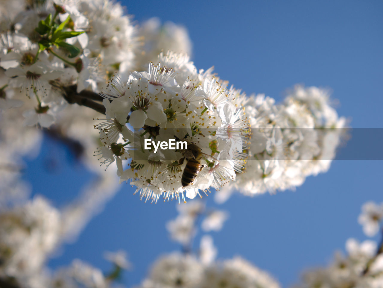 LOW ANGLE VIEW OF WHITE CHERRY BLOSSOM