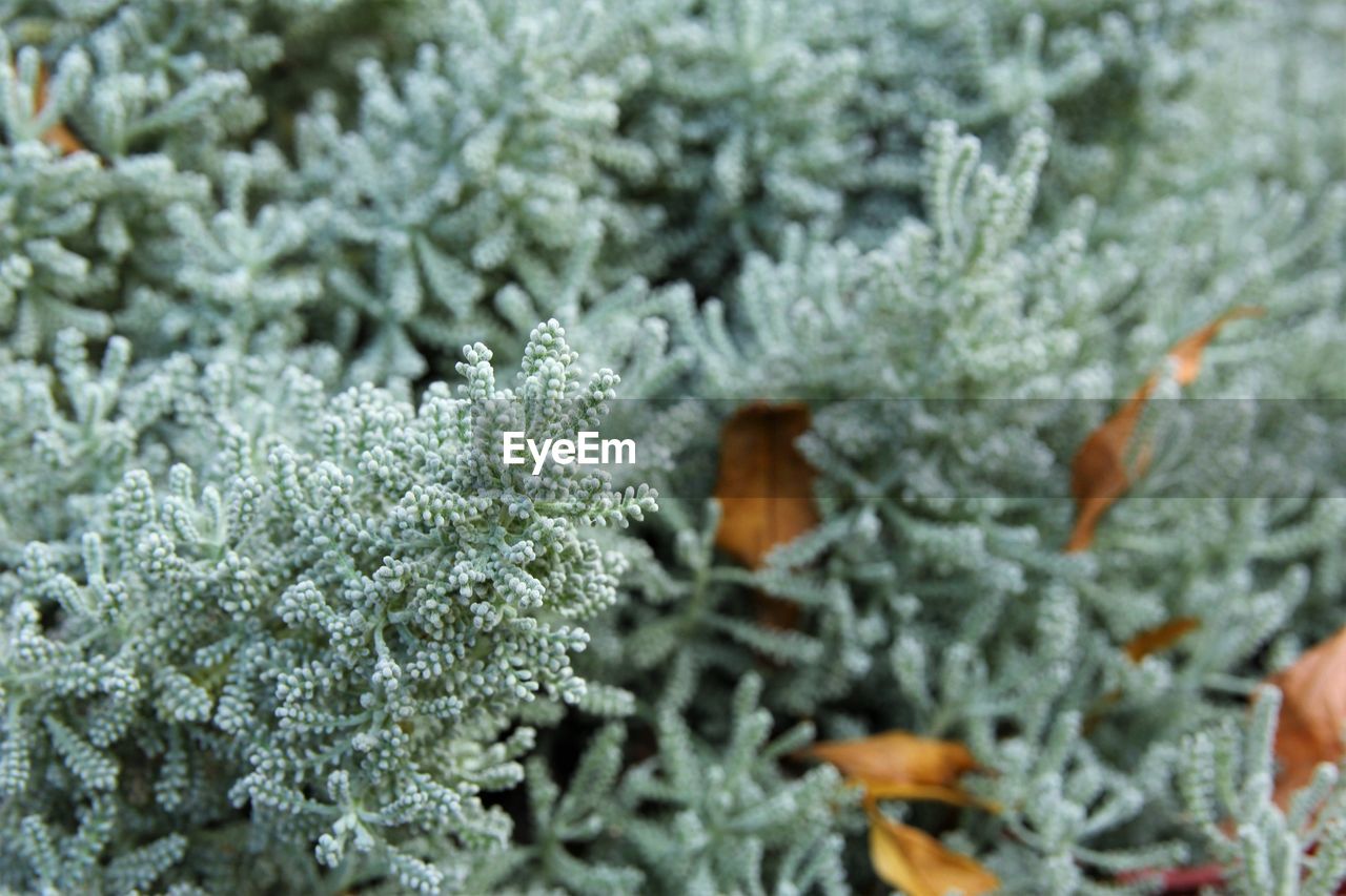 Close-up of plants focus on foreground photo texture background 