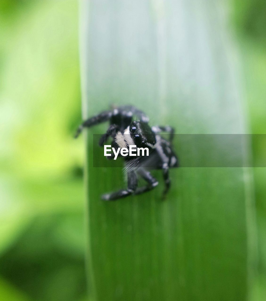 CLOSE-UP OF SPIDER IN WEB