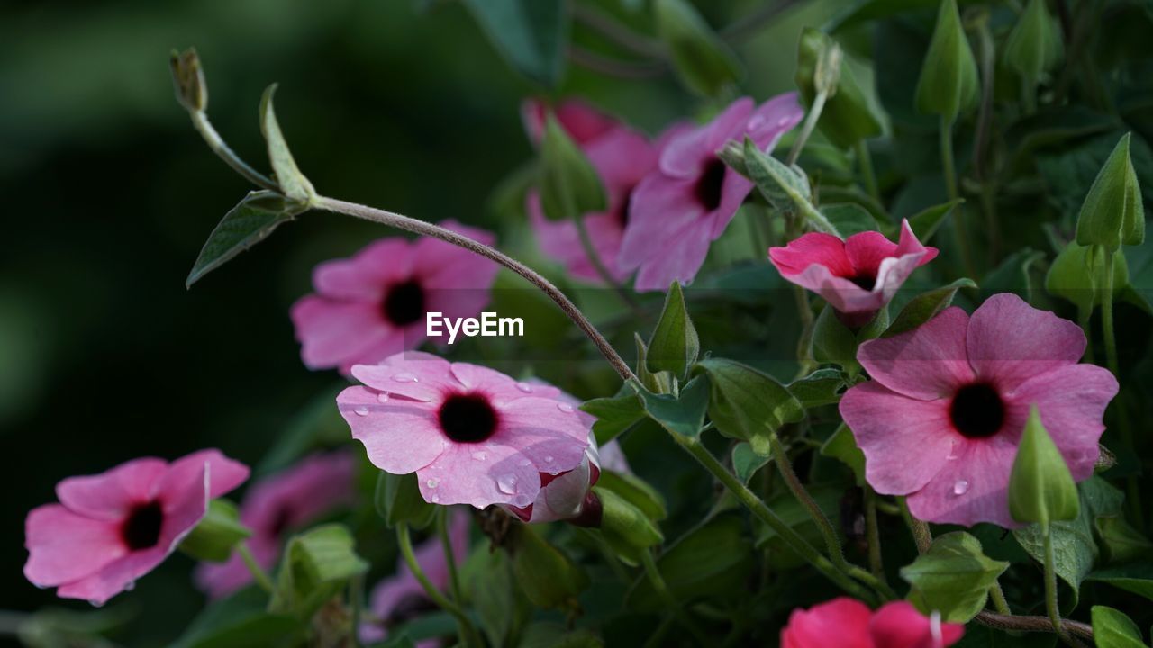 CLOSE-UP OF PINK FLOWERS