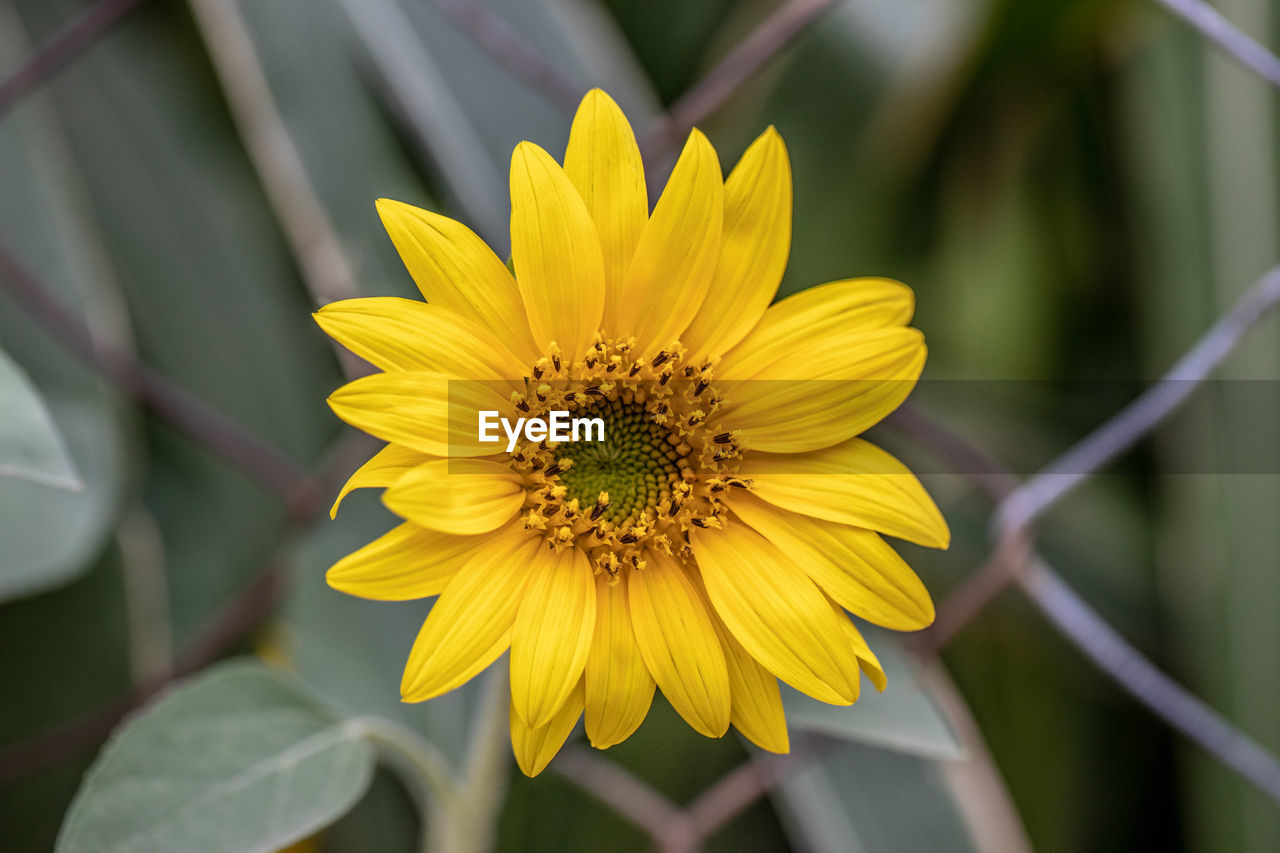 CLOSE-UP OF YELLOW FLOWER ON LEAF