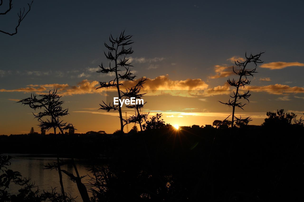 SILHOUETTE OF TREES AGAINST SKY AT SUNSET