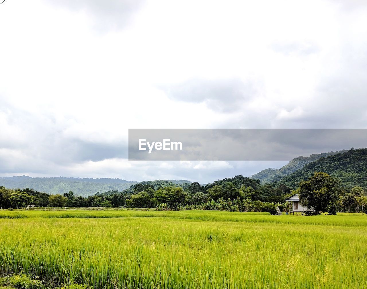 SCENIC VIEW OF FARM AGAINST SKY