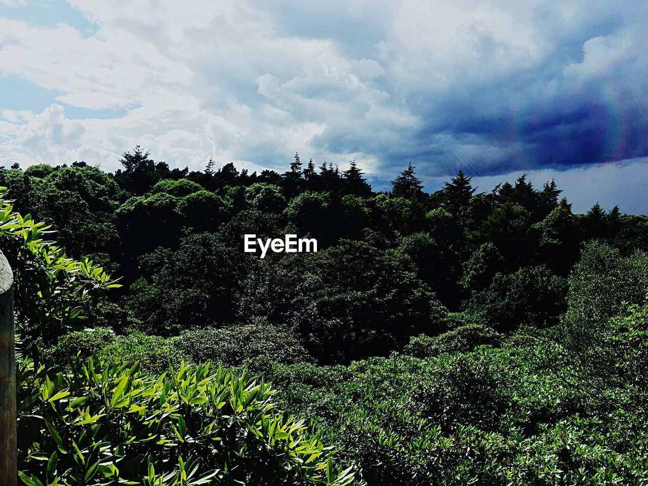 TREES ON LANDSCAPE AGAINST CLOUDY SKY