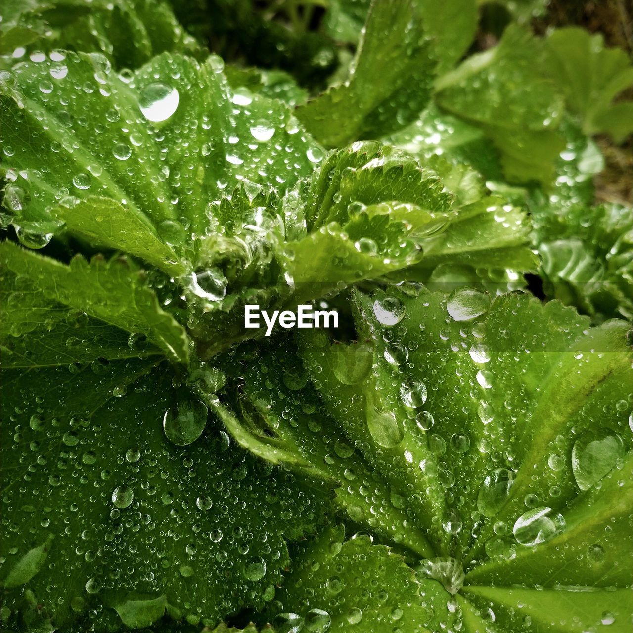 FULL FRAME SHOT OF WET LEAVES