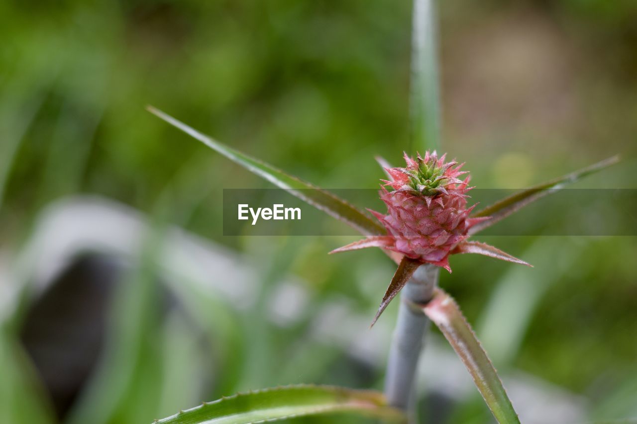 Close-up of red flower