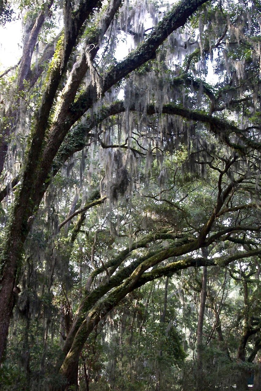 LOW ANGLE VIEW OF TREES IN THE FOREST