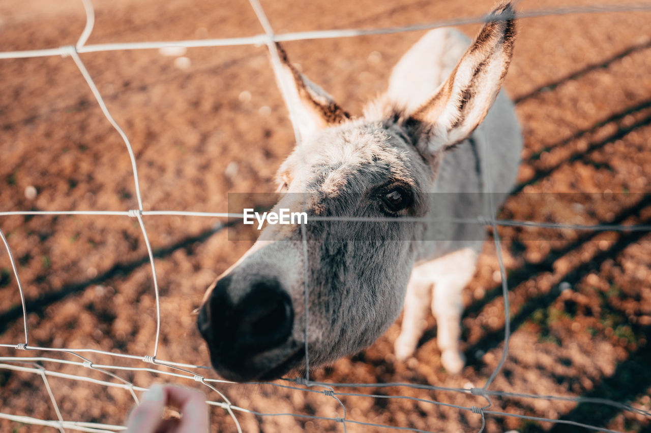 High angle view of donkey standing by fence