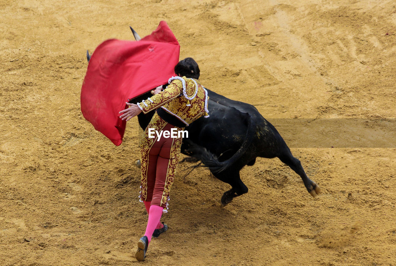 Bull and man on a bullfight