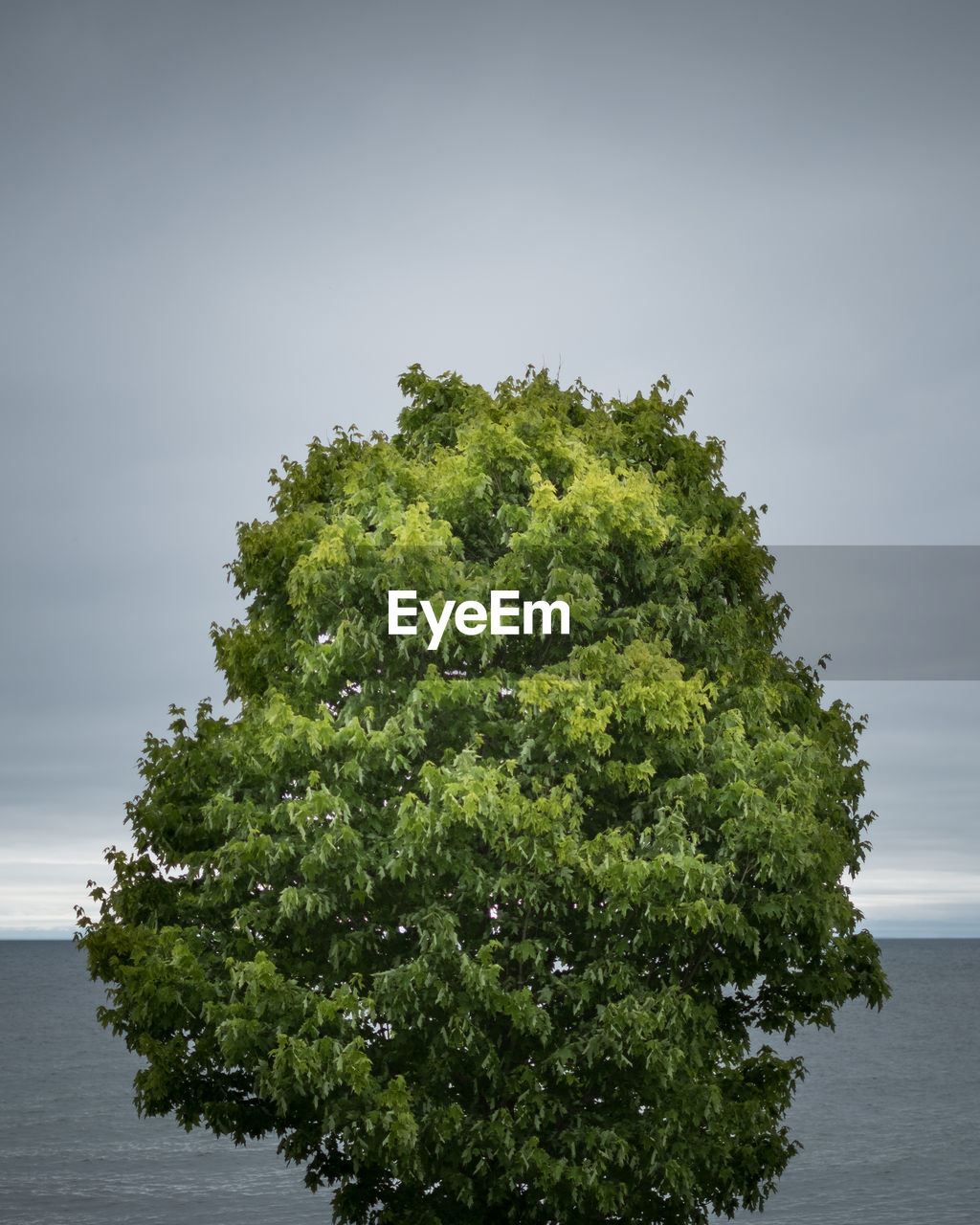 TREE AGAINST SEA