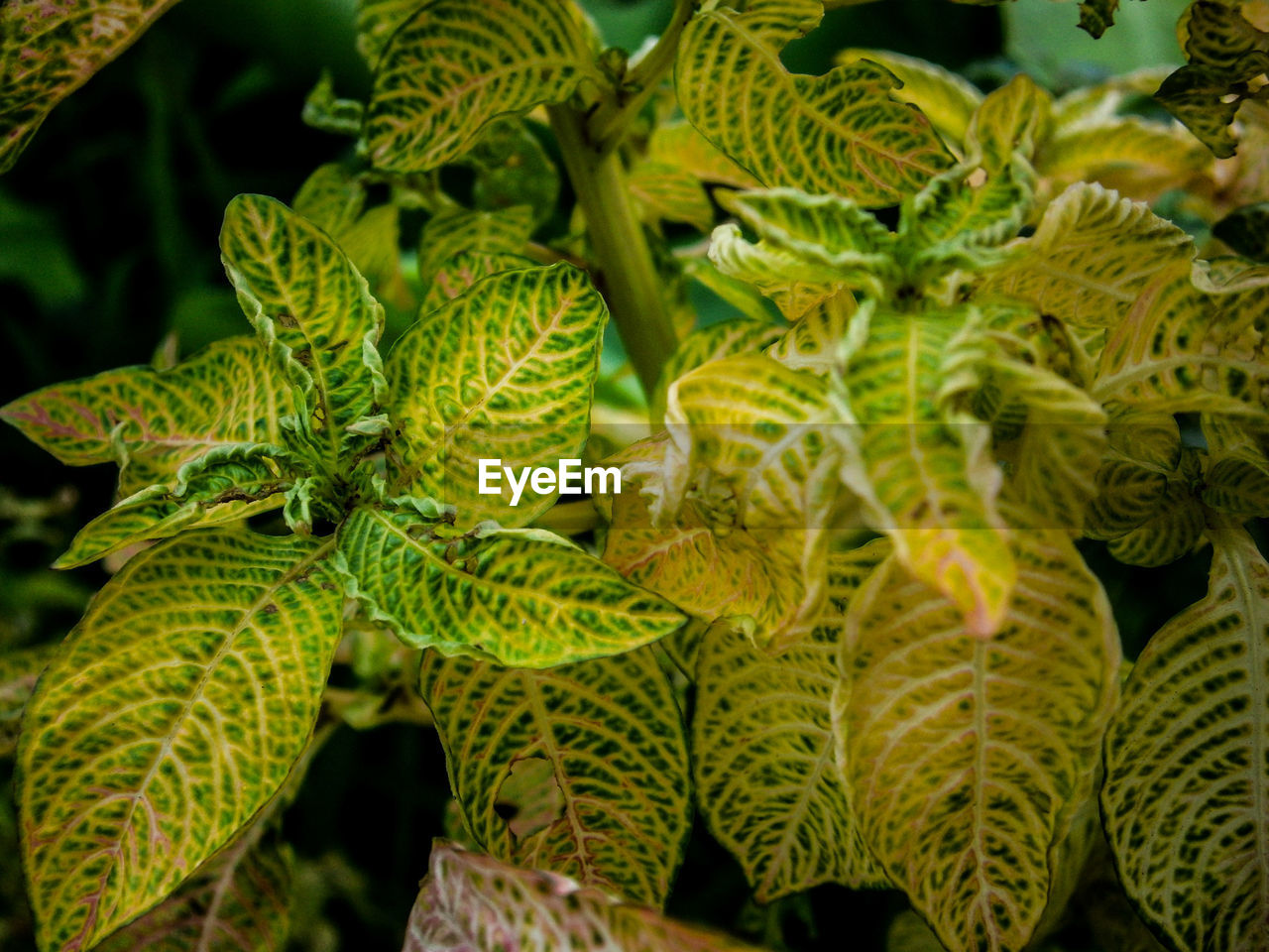 Close-up of fresh plant