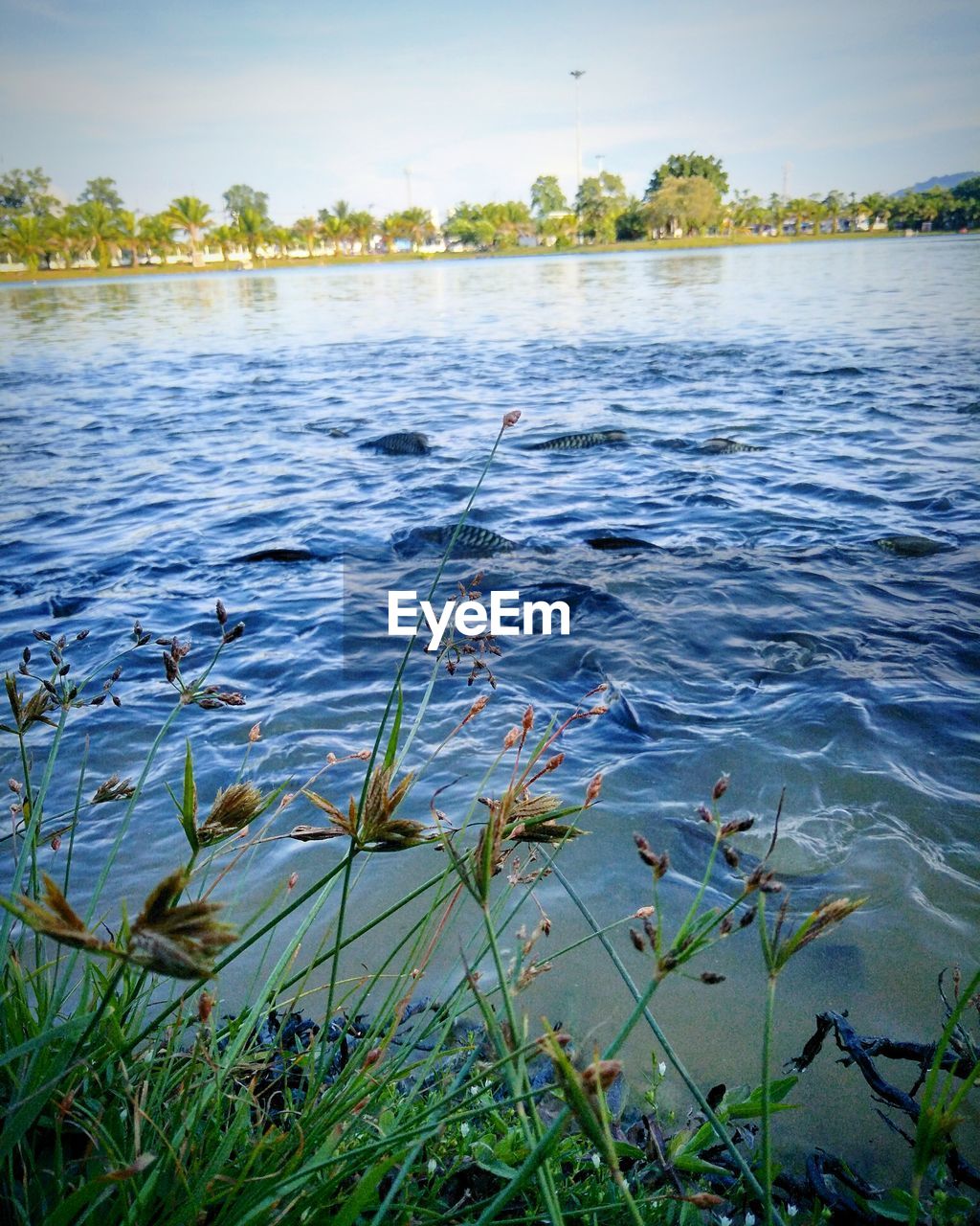 CLOSE-UP OF PLANTS IN LAKE