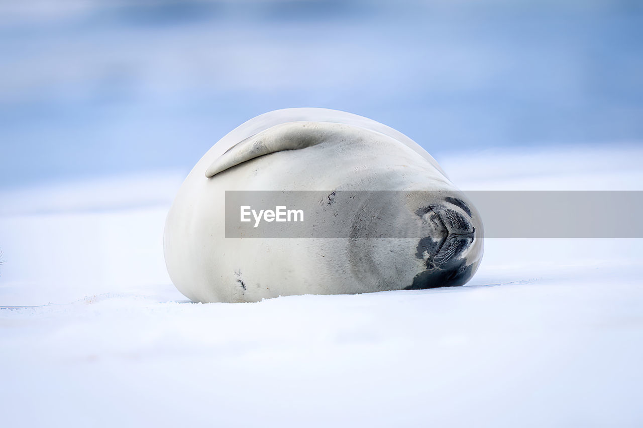 Crabeater seal sleeps on side on iceberg