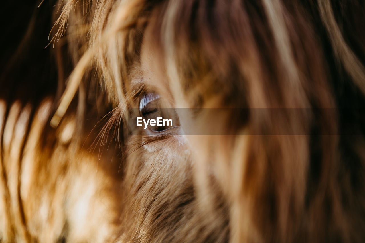 Close-up of a scottish highland cattle eye