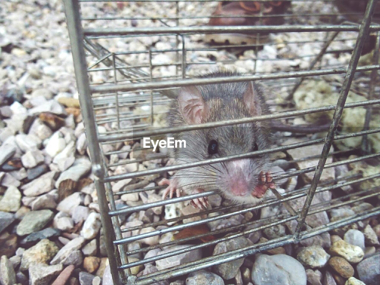 Portrait of rat in cage on stones