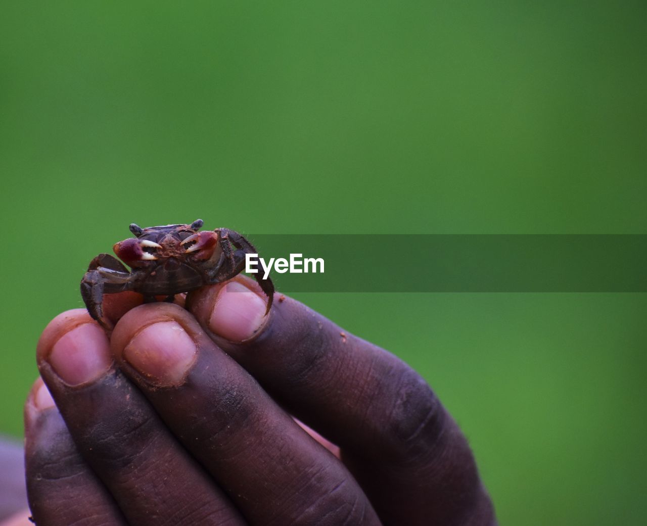 Close-up of hand holding tiny crab