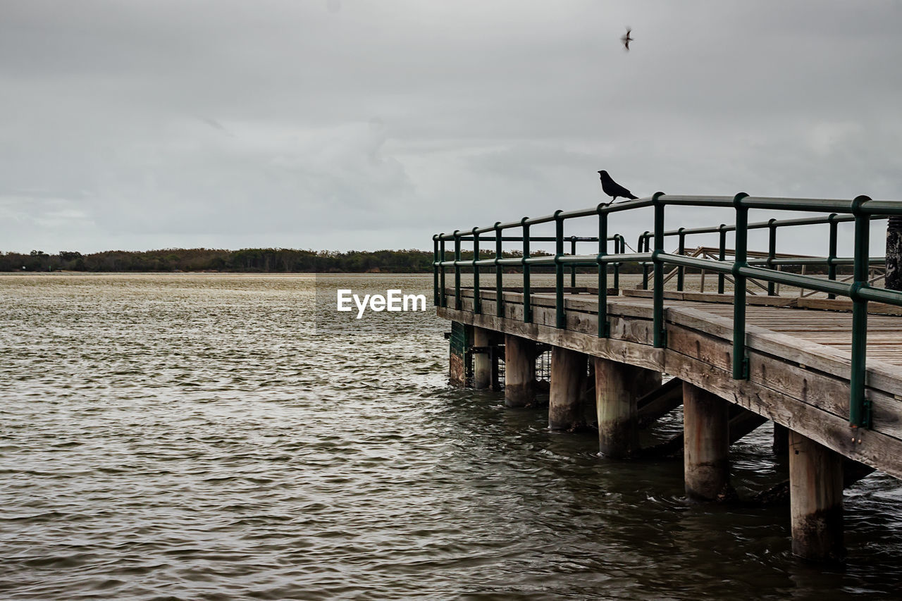 Crow on a pier railing