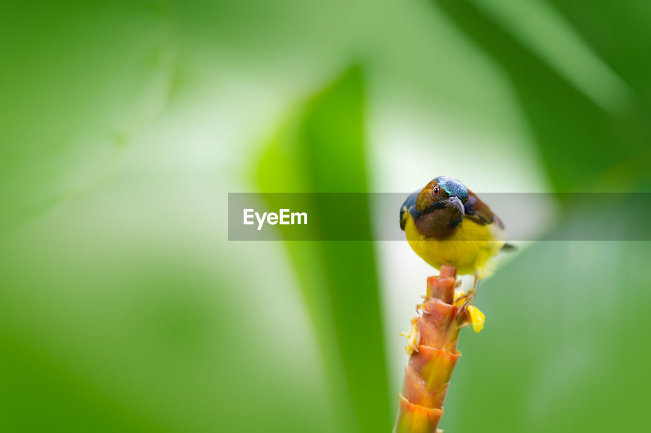 BIRD PERCHING ON LEAF