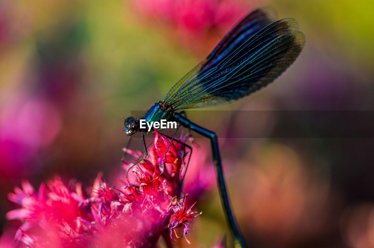 Close-up of dragonfly on pink flower