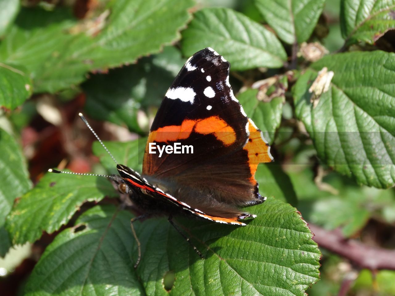 BUTTERFLY PERCHING ON LEAF