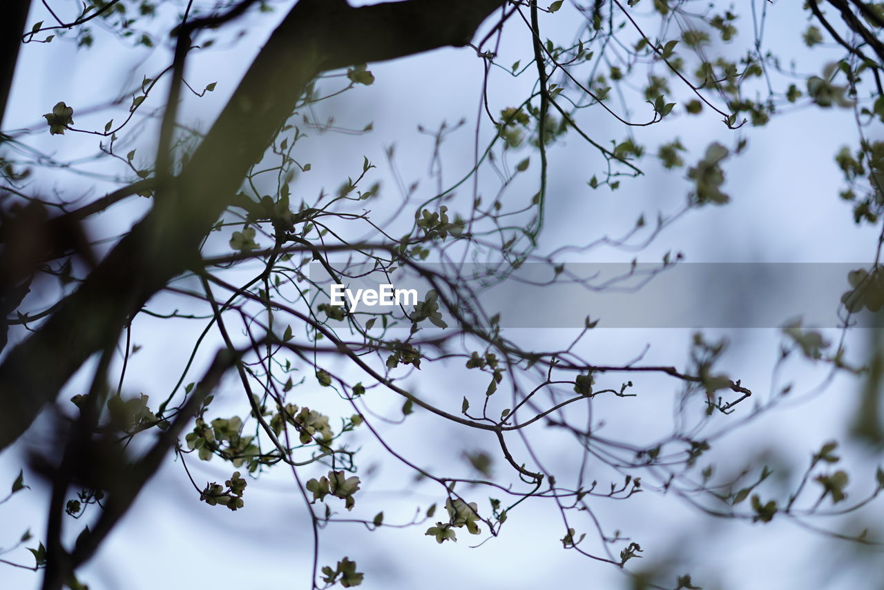 LOW ANGLE VIEW OF BRANCHES AGAINST SKY