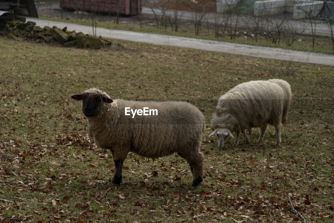 SHEEP ON FIELD